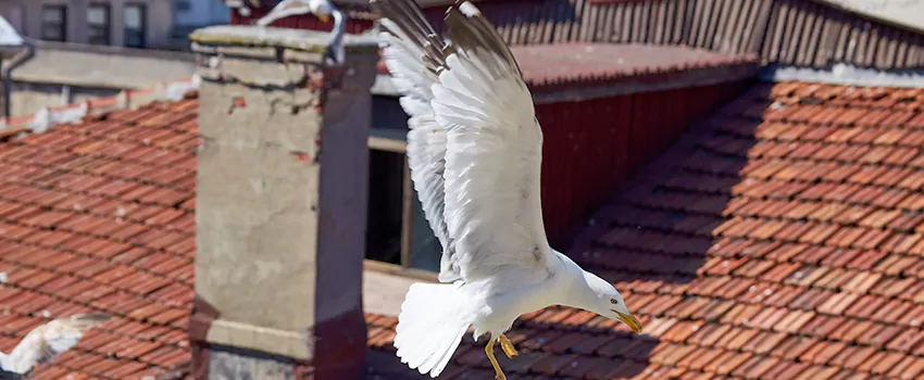 Residential Chimney Animal Removal Solution in Lansdale, PA